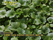 ワサビ