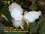 ワタ