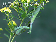 ハラビロカマキリ