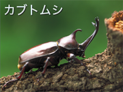 カブトムシ